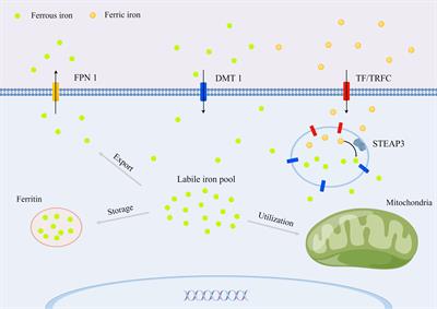 Ferroptosis: A potential target for the intervention of intervertebral disc degeneration